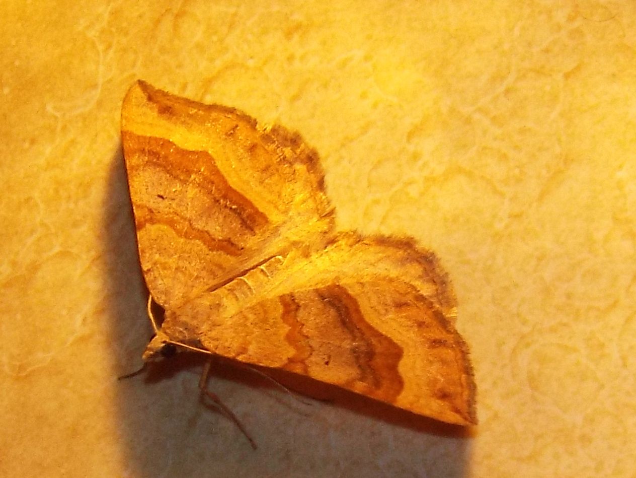 Falena da identificare - Scotopteryx chenopodiata